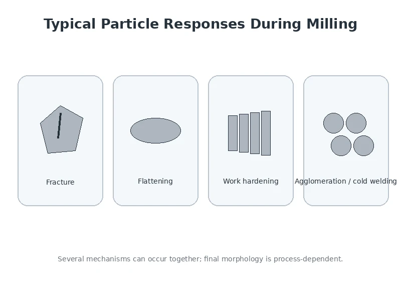 Typical metal particle responses during milling including fracture flattening work hardening and agglomeration